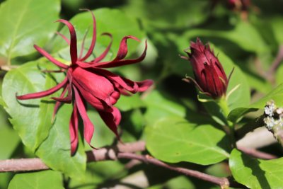 Calycanthus floridus - sazaník květnatý - květ (1)